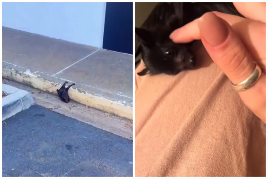 ŠETALA JE ULICOM U UOČILA NEŠTO ČUDNO NA TROTOARU: Ugledala je životinju, ono što je potom uradila rasplakalo je javnost (FOTO+VIDEO)